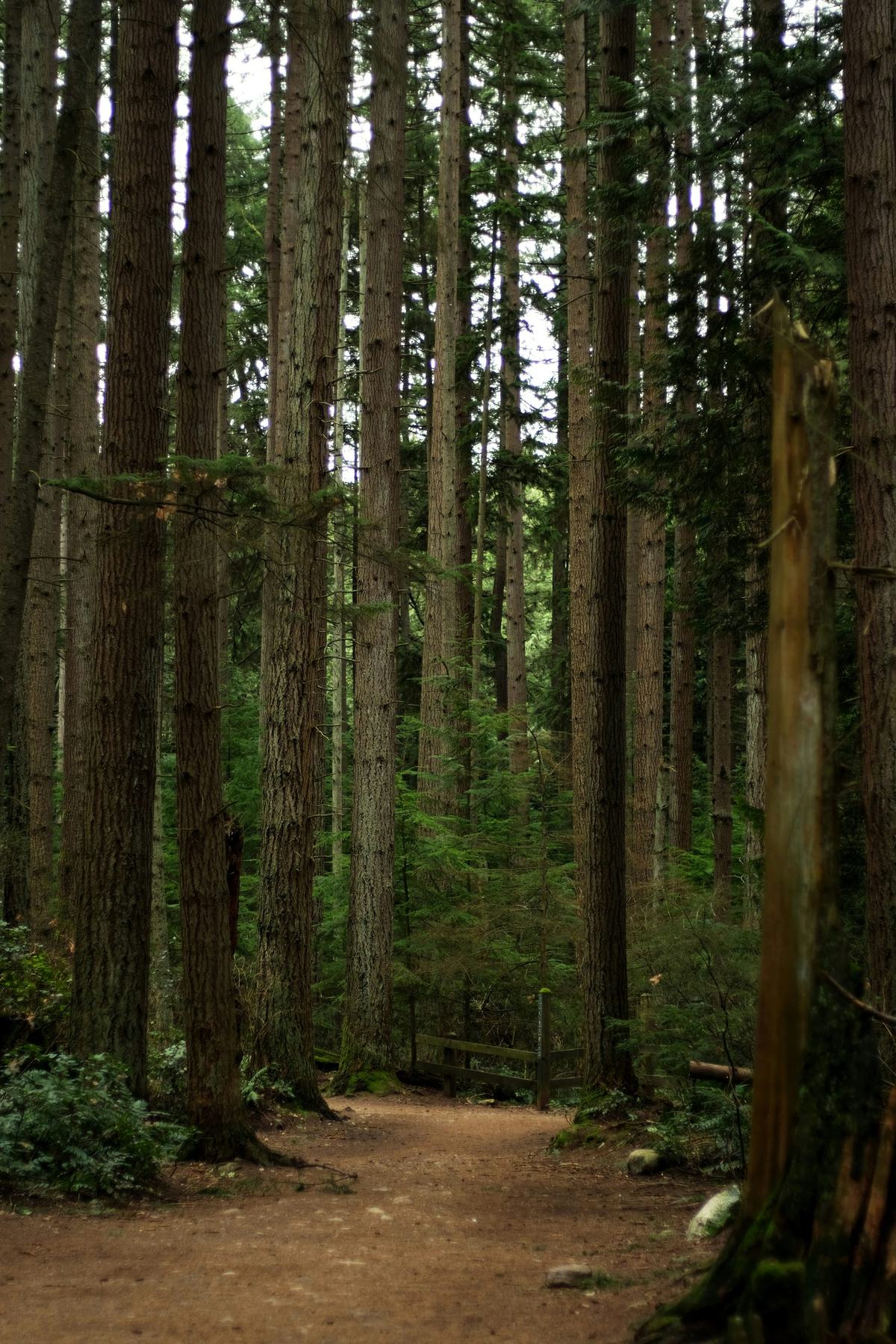 A trail through a stand of tall conifers