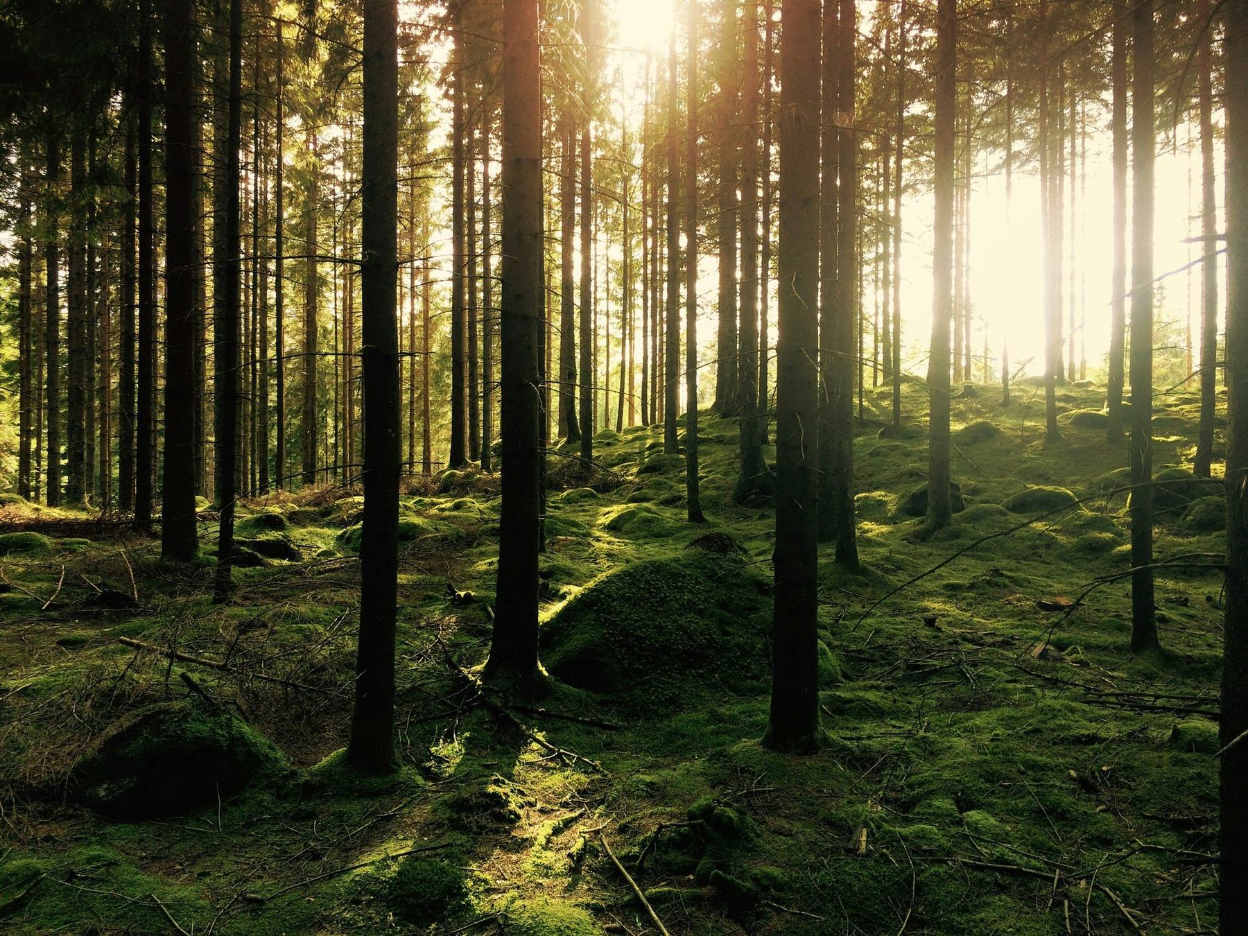 A spruce stand on a moss floor, low sun through the trunks